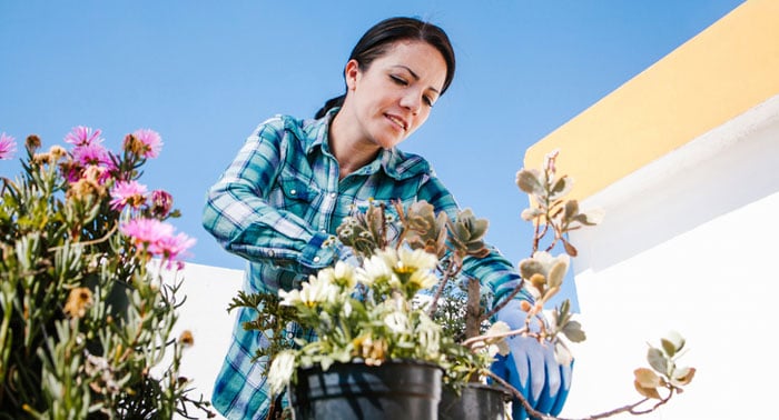 A woman in a blue plaid shirt and gloves tends flowering plants in pots on a sunny balcony.